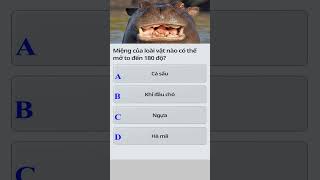 140526_Quizzland_Đố_vui_Hỏi_nhanh_đáp_lẹ #365dha #trending #quizzes  #games #365dha  #quizzland