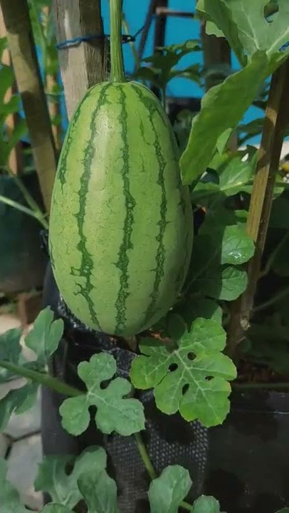 Semangka Muda