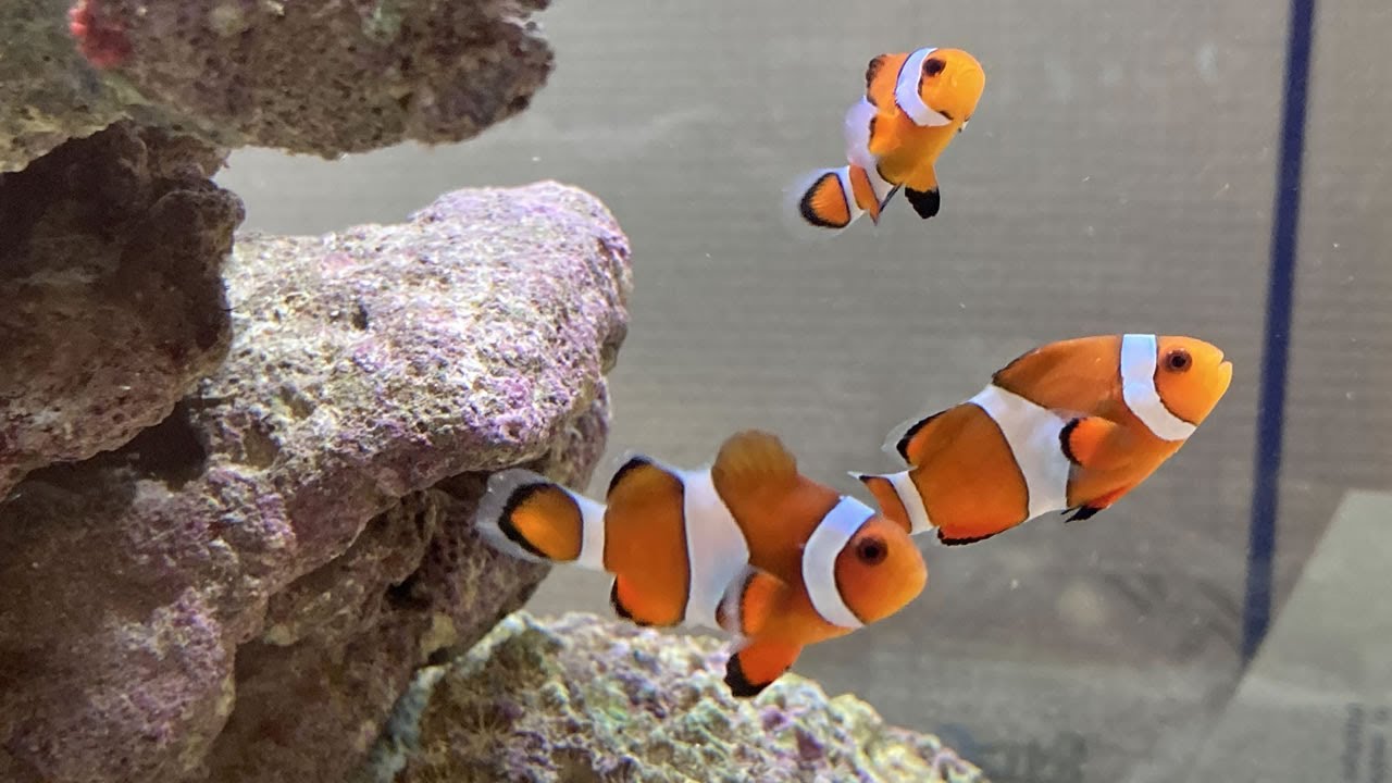 水槽ライブカメラ Aquarium Live Cam YouTube