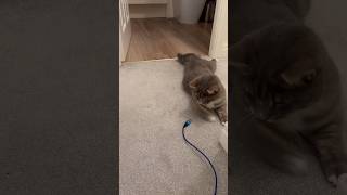 USB cat attack #cat #cute #funnycats #catsofinstagram