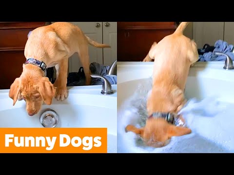 Silly Dog Bloopers & Reactions | Funny Pet Videos