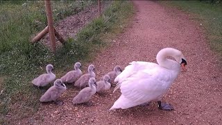 15. 7 Cygnets and mom Swan with ruffled feathers. Cisnes. Cigni. Лебеді. हंसों. Лебеди. Kuğular.