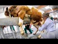 Amazing Smart Cow Farming Technology,  Incredible Baby Calf Born Method, Modern Milking Technology