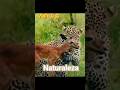 Amistad animal #nature #leopard #africa#patagonia#mexico #argentina #usa #shortsyoutube   #rusia
