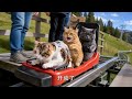 Little Kitty's European Study Vlog