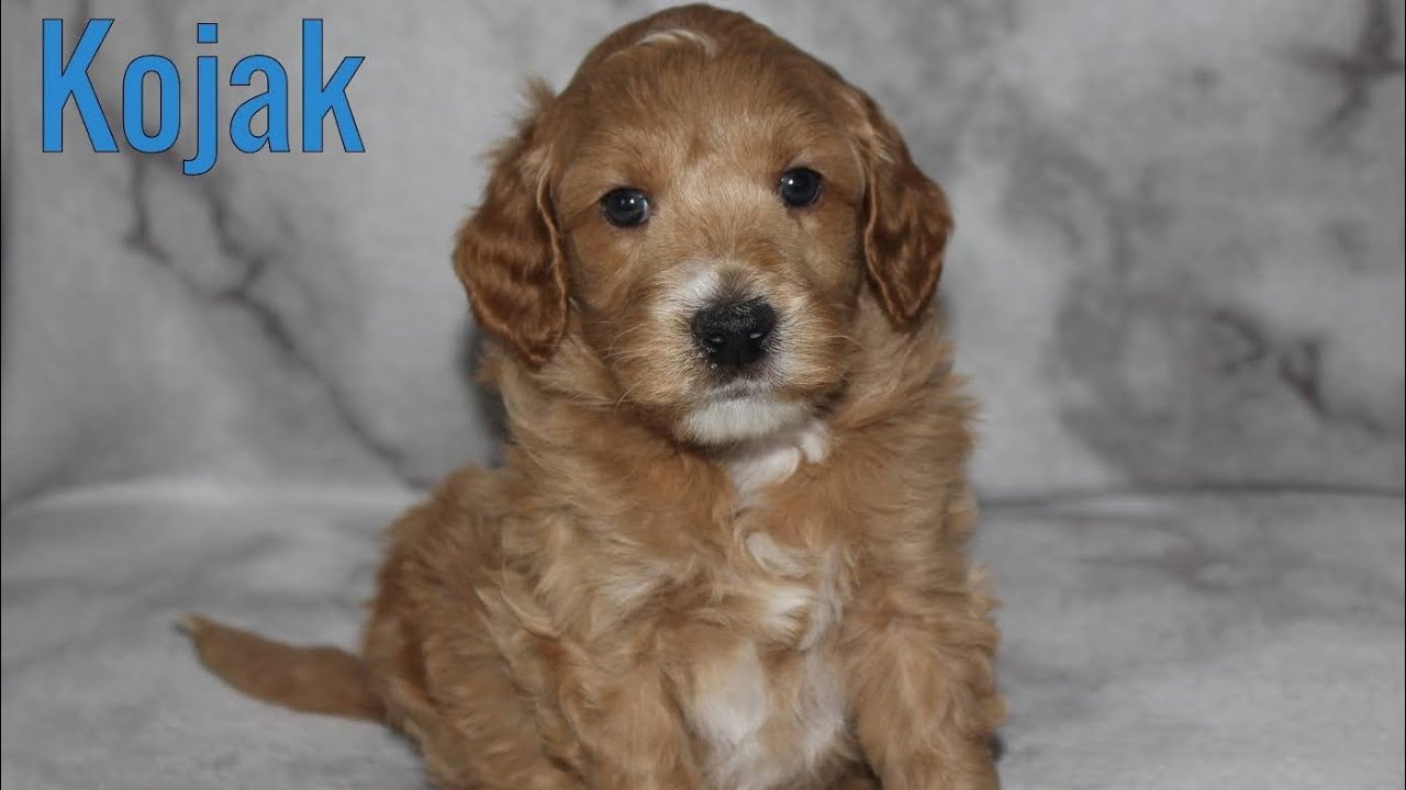 Kokak- Puppy Aptitude Testing 