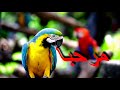 تعليم الببغاء كلمة مرحبا المده ساعه ونص
