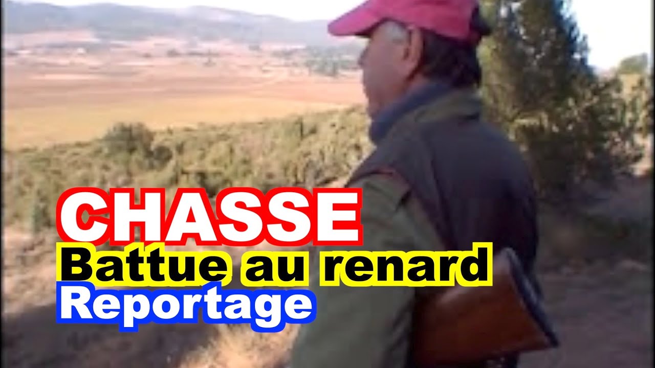CHASSE : Battue au renard dans le Minervois.