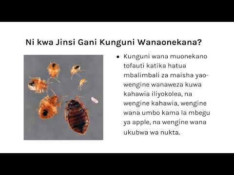 Video: Kunguni wanaogopa nini? Jinsi ya kuwaondoa?