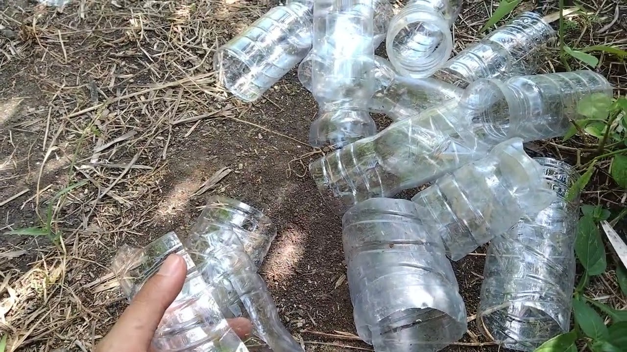 cukup Botol bekas mengatasi hama landak dan tikus, gratis dan praktis!!