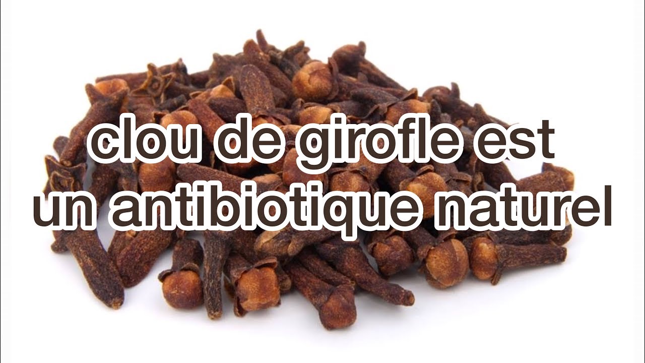 clou de girofle est un antibiotique naturel YouTube