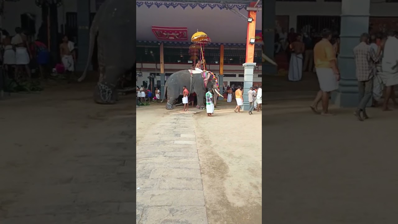 Фестиваль СЛОНОВ в Храме Шивы. Эрнакулам, Кочи, Керала, Индия. Ольга Кулакова. Мир Универсологии