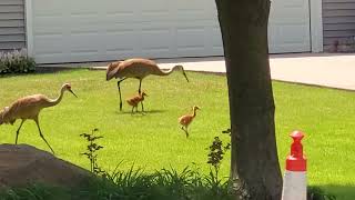 Sand crane birds with NEW BABIES!