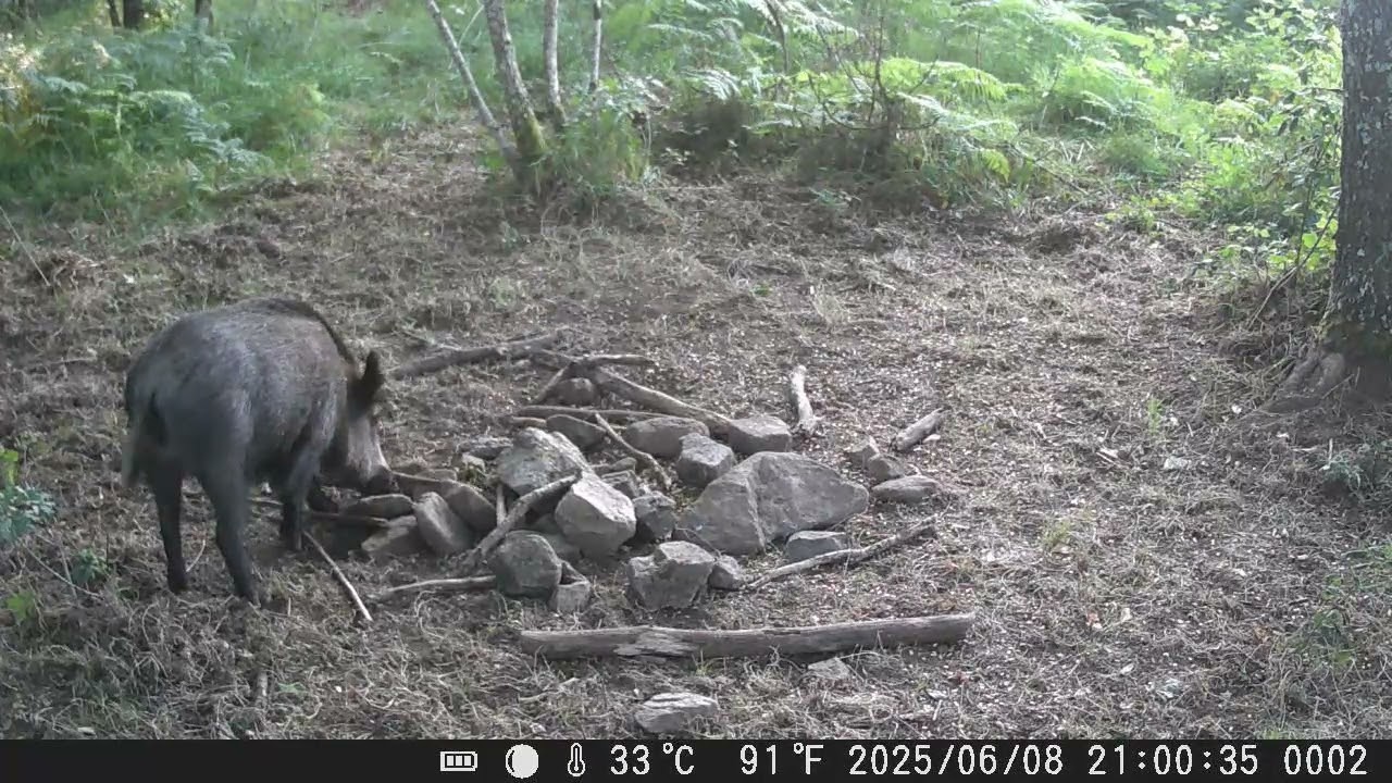 ¡Increíble Encuentro con Jabalíes! No Creerás lo que Hacen de Noche y Día...