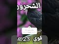 صوت الشحرور الأسود لكل صياد ما عم يرد عليه الشحرور 