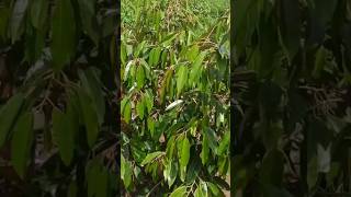 MILIK P KDS HAMAMI BUMIJAWA TEGAL