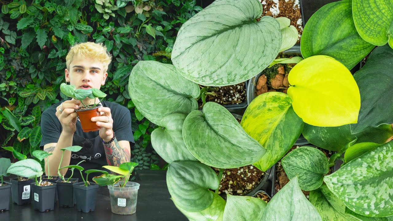 The Many CRAZY Types of Scindapsus