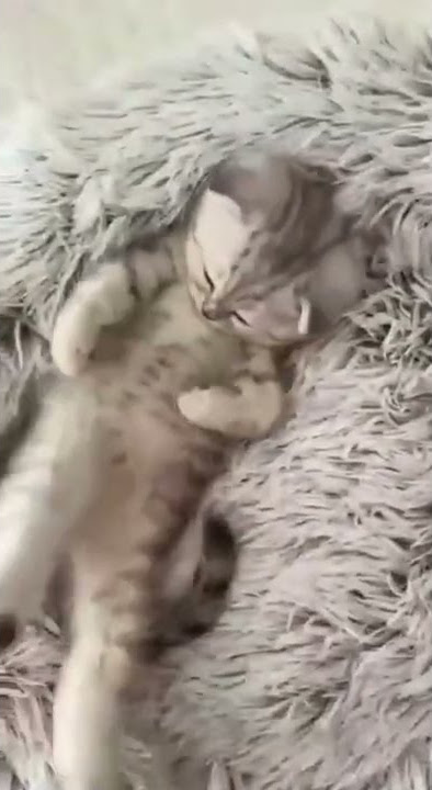 Wakey wakey it's time for scoo c'mon man #shorts #cat