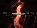 혈관 건강의 중요성: 온몸 구석구석 산소와 영양소를 전달하는 10만 km의 생명선