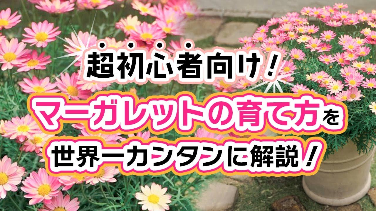 超初心者向け！マーガレットの育て方を世界一カンタンに解説します！
