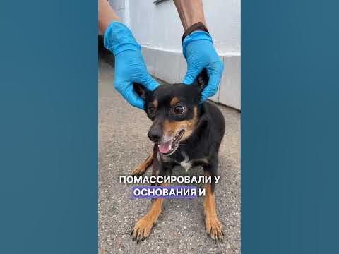 ЧИСТИМ уши ПРАВИЛЬНО#гигиена #собаки #животные #алматы - YouTube