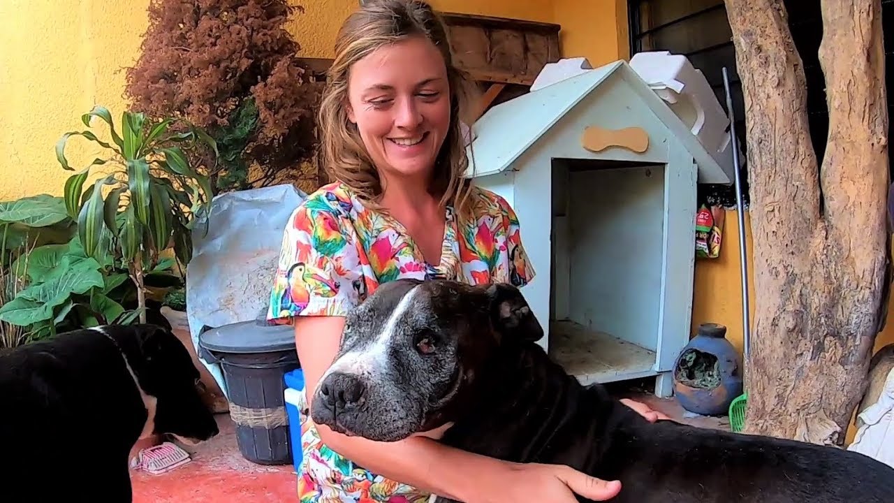 RESCUED FROM THE FIGHTING PITS ... Chuffed Special : Lucho's Story