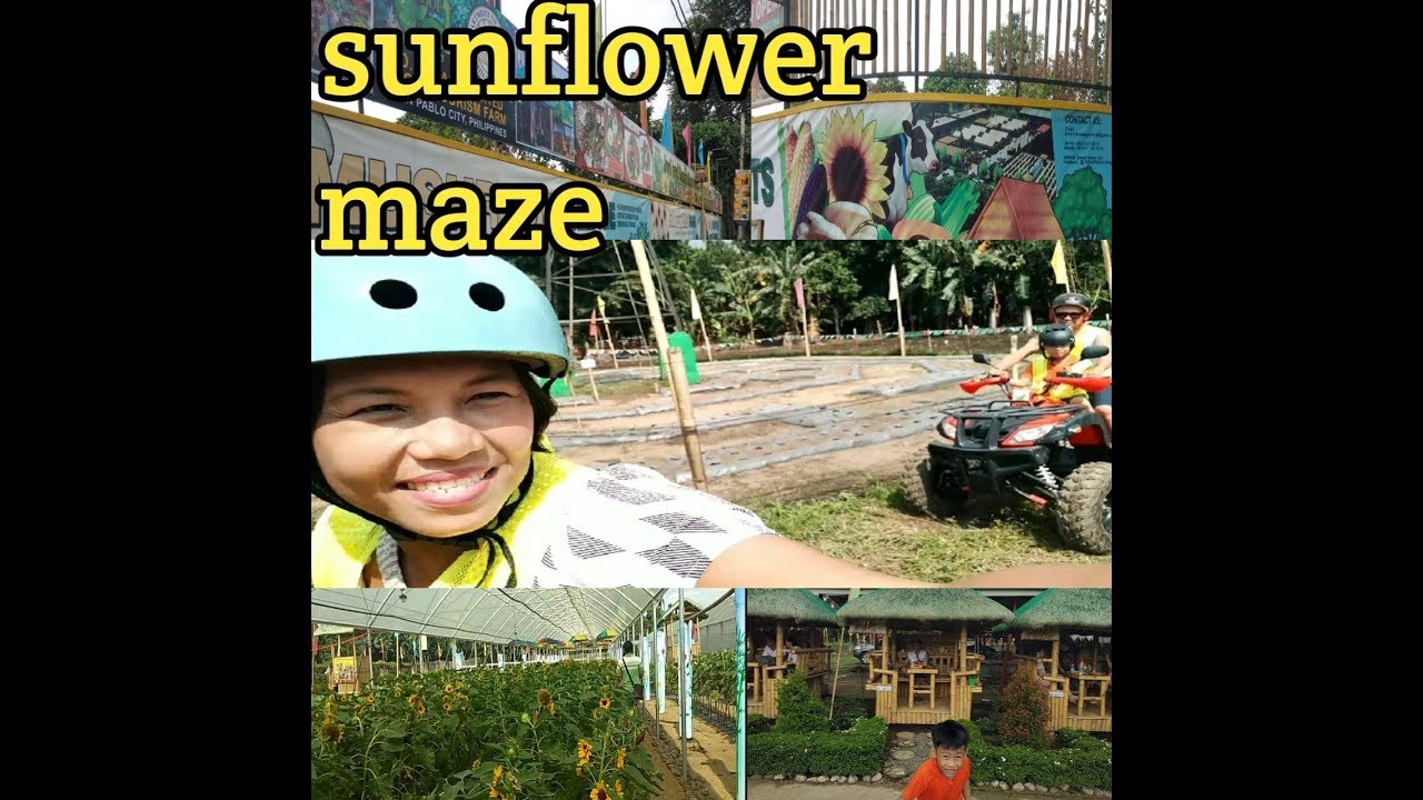 SUNFLOWER MAZE FARM!!! San Pablo City YouTube