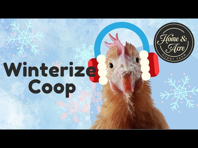 Winterizing Your Chicken Coop: Essential Tips - My Homestead Life