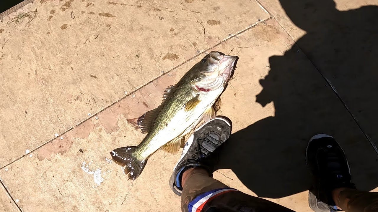 Let's go bass fishing at Contra Loma and Lafayette Reservoir!