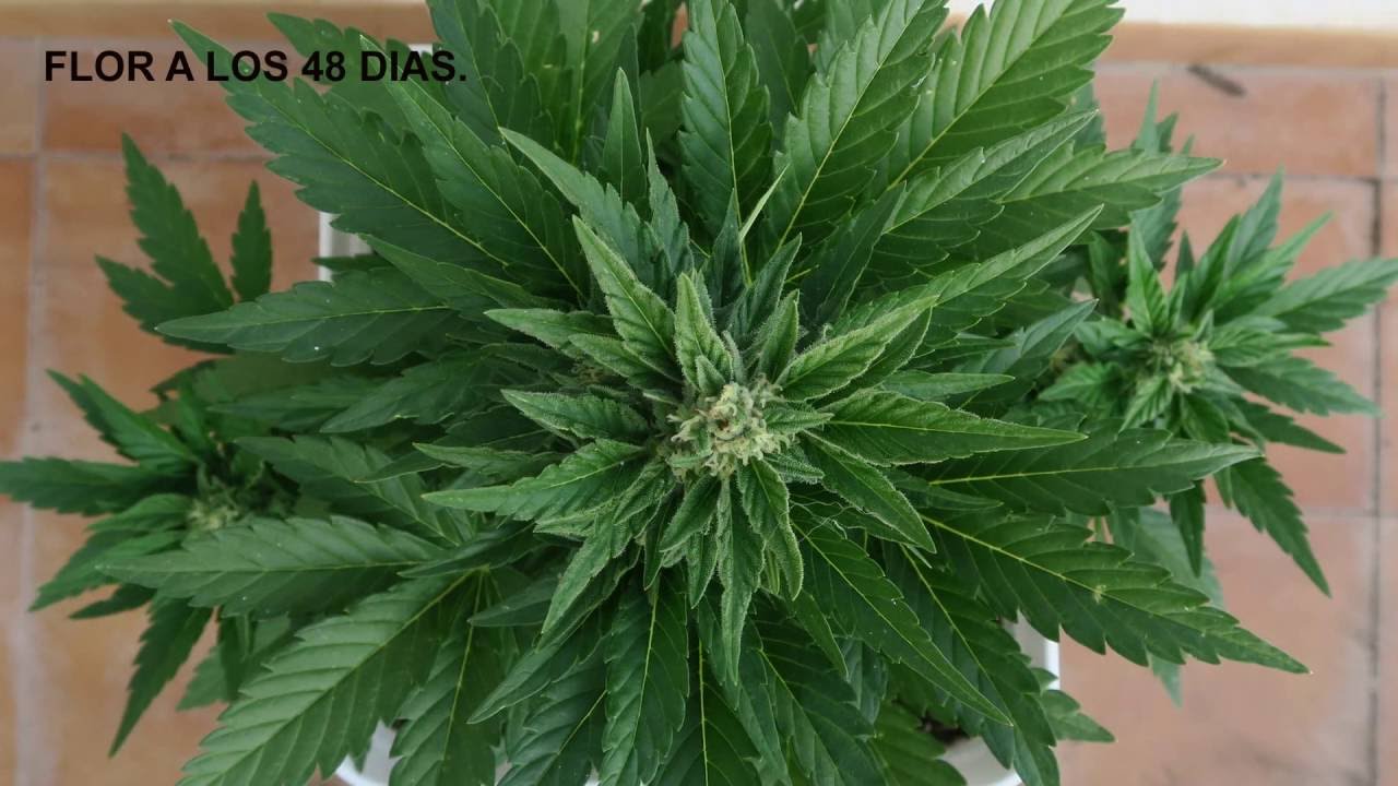 SWEET MIX AUTO 2 DE SWEET SEEDS, SEGUIMIENTO COMPLETO EN EXTERIOR