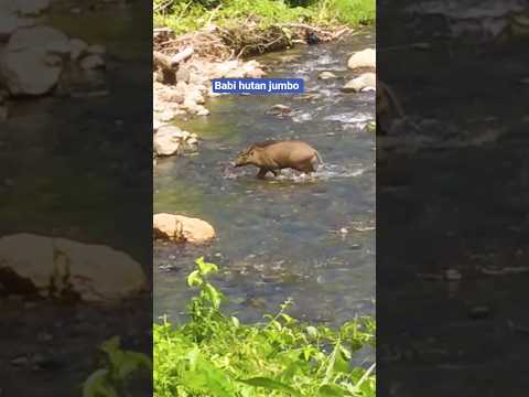 se ekor babi hutan jumbo tiba tiba muncul dan nyebrang sungai #shorts