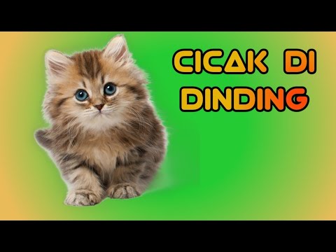  Kucing  nyanyi  lagu cicak cicak di dinding Lagu anak 