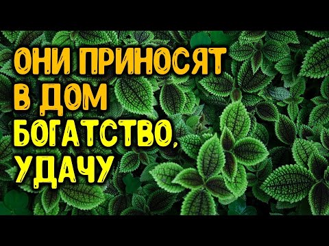 Они приносят в дом богатство, удачу. комнатные растения