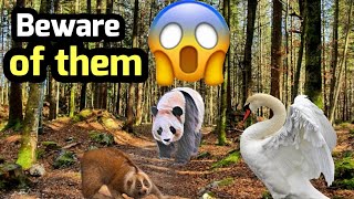 Ten Cute Animals That Can Kill You You Dont Believe That