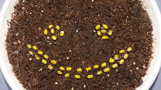 Amazing growing - mung beans / timelapse of growing