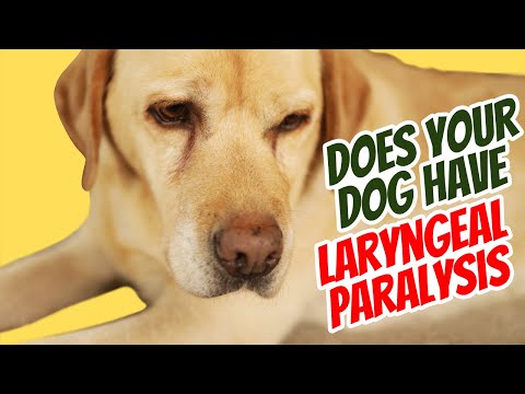Video: Bør jeg avlive hunden min med larynxlammelse?