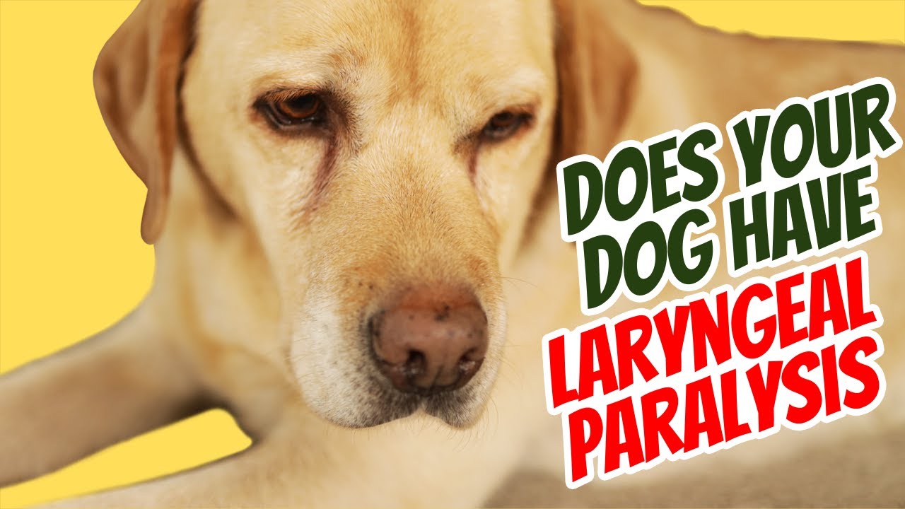 how long can a dog live with laryngeal paralysis