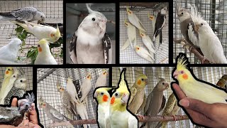 வேற லெவல்  கண்டிப்பா பாருங்க❗| V2BIRDS | #cockatielbreedingtips #cockatiel #cockatielbreeding