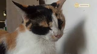 Download Lagu KUCING BERNYANYI KOPLO. ALAH EMBOH MAK SAK SIRMU MP3 Download Lagu KUCING BERNYANYI KOPLO. ALAH EMBOH MAK SAK SIRMU MP3