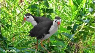 SUARA PIKAT BURUNG RUAK RUAK TUNGGAL SUARA JERNIH TERBUKTI AMPUH