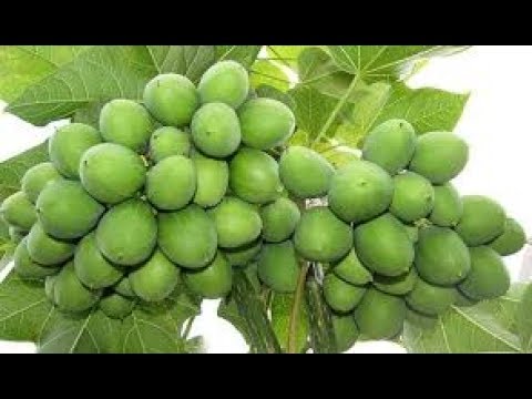 Video: ¿Dónde se cultiva la planta de Jatropha?