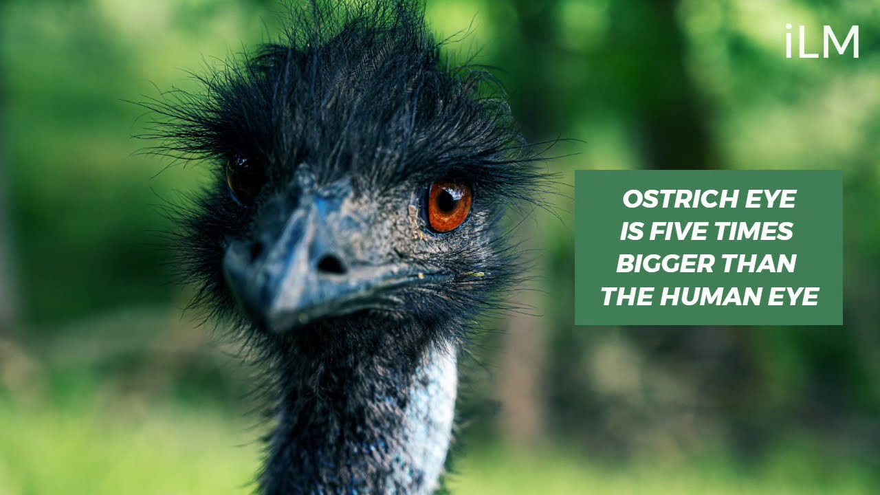 Amazing Facts About OSTRICH 