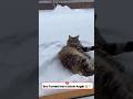 Fluffy Cat’s First Snow Day Goes Viral