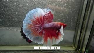 Los bettas mas raros del mundo