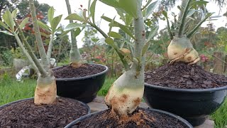 APRENDA fazer o LEVANTAMENTO de CAUDEX nas Rosas do Deserto #rosadodeserto #desertrose