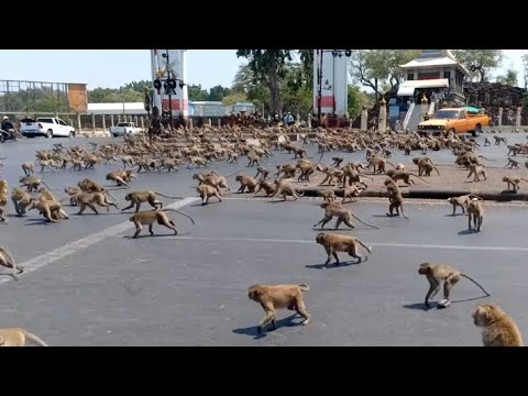 monkey-swarm-takes-over-city