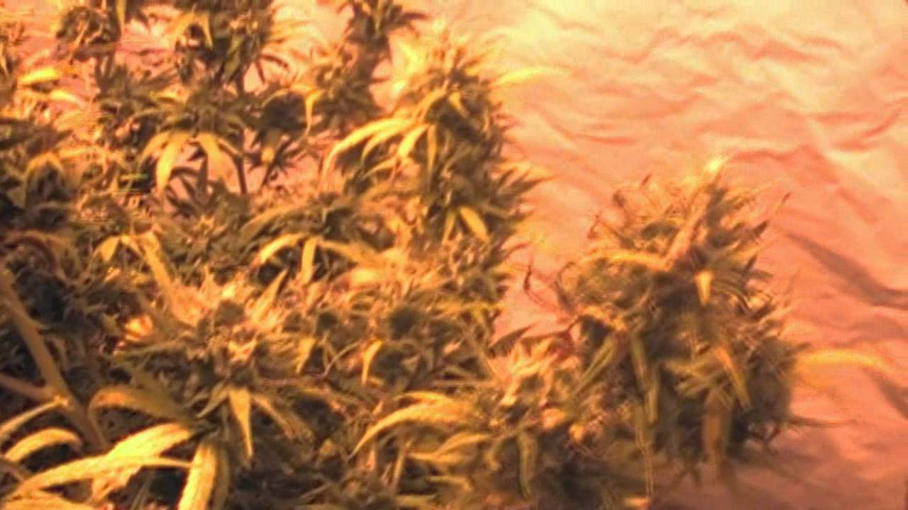 Double Purple OG kush ready for harvest feb 2012 - RIOT SEEDS 400HPS