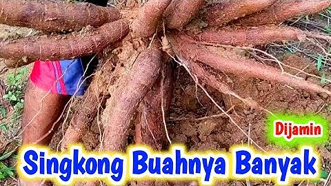 cara menanam singkong yang baik dan benar agar berbuah banyak