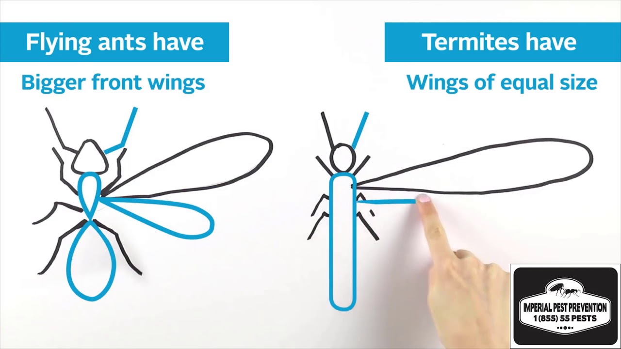 How to tell the difference between flying ants and termites
