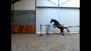 Zoyamonamie V. Paintedblack X Zirkoon Vrijspringen